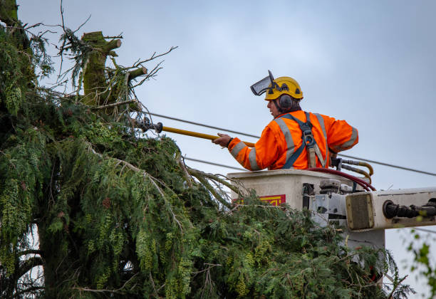 Monroe, WA Tree Services Company